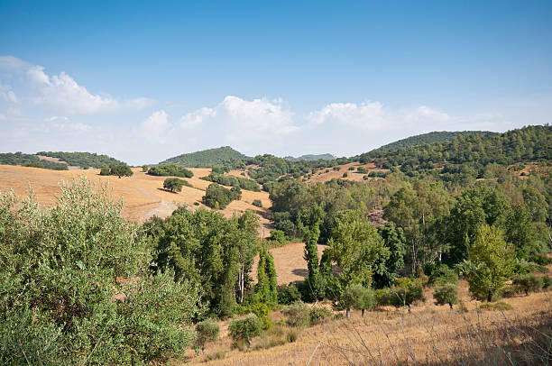 Andalusian countryside