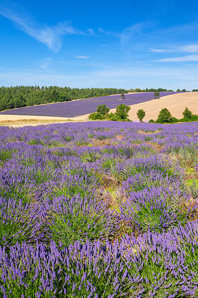 istock Vertical view of lavender and wheat field 470075282