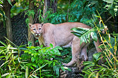 puma.jpg?b=1&s=170x170&k=20&c=D5zglfBcz82KTTivMWMj73G1iydjmwoeFtx_yS7tDOA=