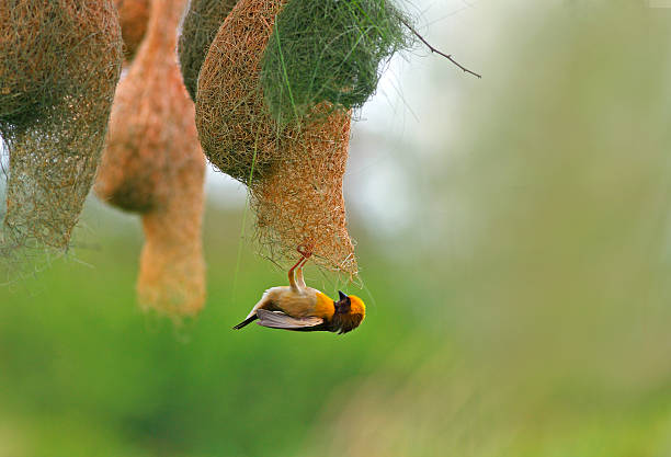 Baya weaver with Nest weaver bird is busy in making her nest. bee eater photos stock pictures, royalty-free photos & images