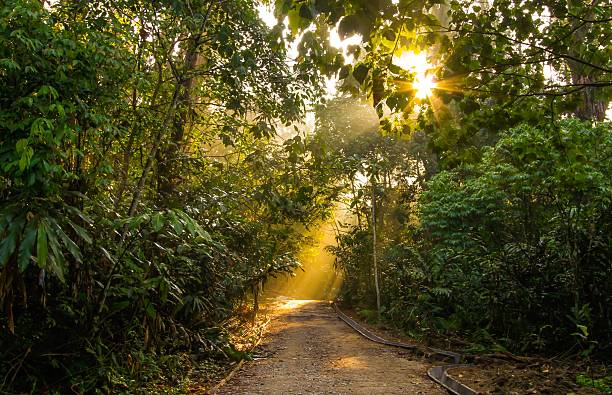 istock Hiking trail at Gunung Nuang Malaysia 470078096