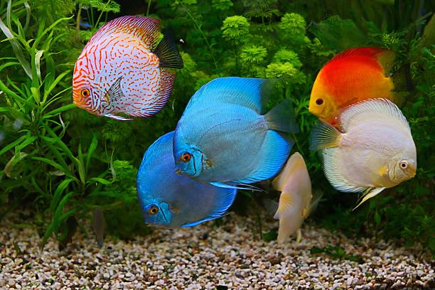 istock Discus (Symphysodon), multi-colored cichlids in the aquarium 470078254