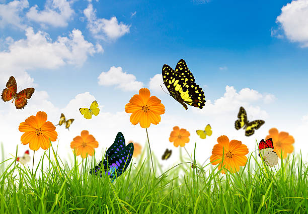 istock Yellow flowers, green grass and butterfly 470079519