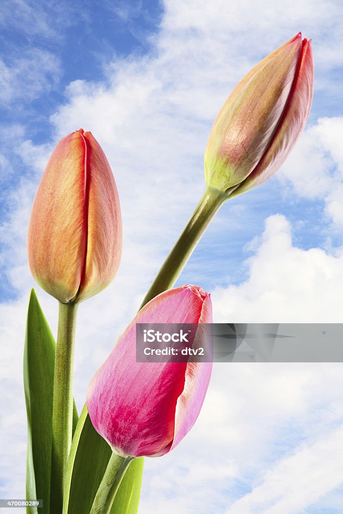 Spring Prime spring flowers on background of blue sky Beauty In Nature Stock Photo