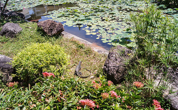 istock clearing near a pond 470082622