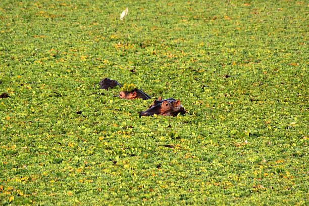 Garsen, Kenya - April 2, 2012: three hippo peak from under a dense cover of water weeds, only small parts of the heads visible; there is little water left at the end of the dry season.
