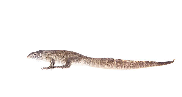 istock Nile monitor on white background 470083948