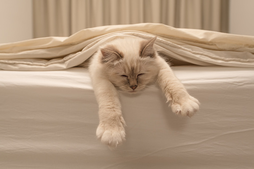 Pure white cat sleeping on white bedding