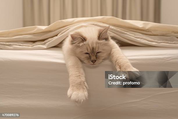 Pure White Cat Sleeping On White Bedding Stock Photo - Download Image Now - Domestic Cat, Undomesticated Cat, Sleeping