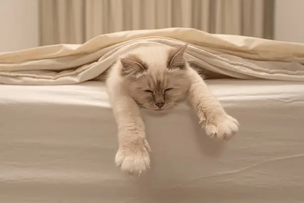 Photo of Pure white cat sleeping on white bedding