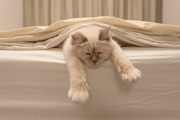 puro branco gato dormindo na cama branca - undomesticated cat - fotografias e filmes do acervo