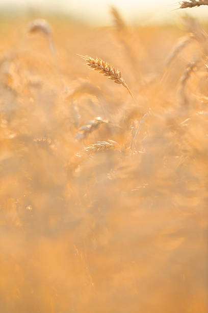 Close up of wheat pod Close up of a wheat pod with selective focus in field of ready to harvest grain chestertown stock pictures, royalty-free photos & images