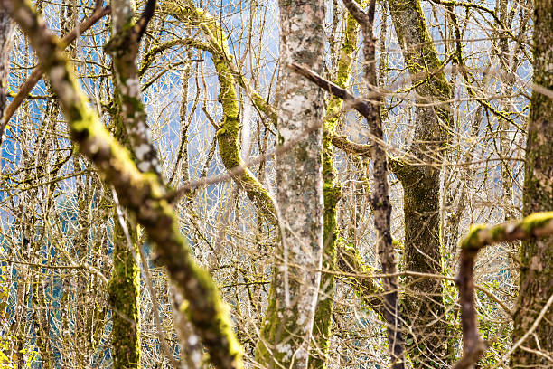 soleggiata primavera giorno deciduo foresta, lussemburgo - foliated foto e immagini stock