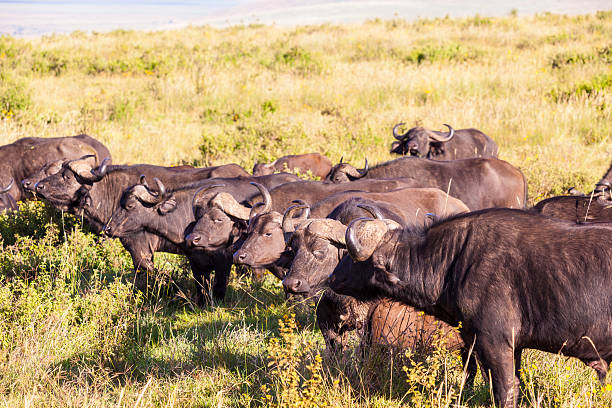 istock Group of Buffaloes In Africa 470091134
