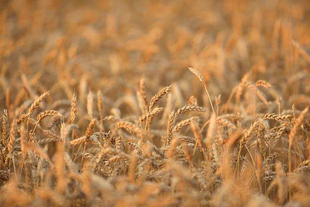Close up of golden, mature wheat field Selective Focus of a wheat field - full frame chestertown stock pictures, royalty-free photos & images