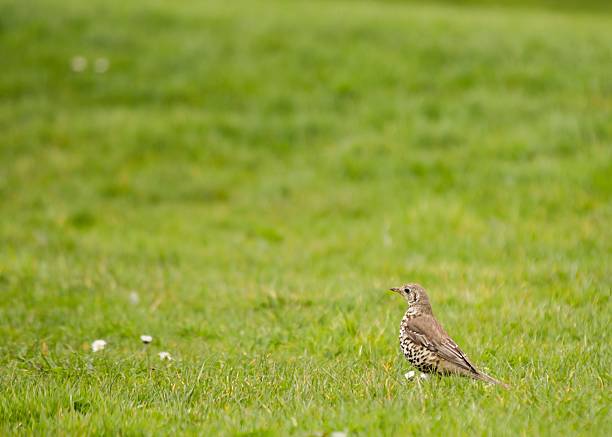 mistle drozd (turdus viscivorus) - bird birdsong singing the early bird catches the worm zdjęcia i obrazy z banku zdjęć