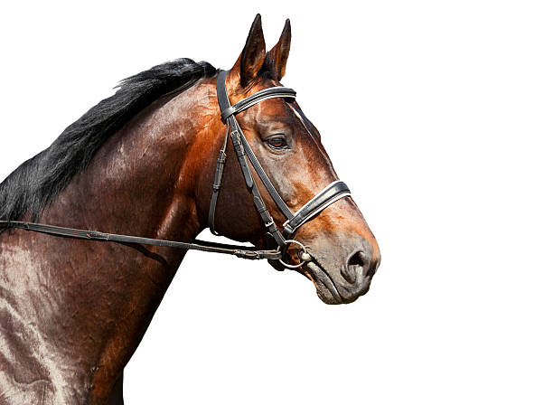 istock Portrait of bay horse on white background 470091920