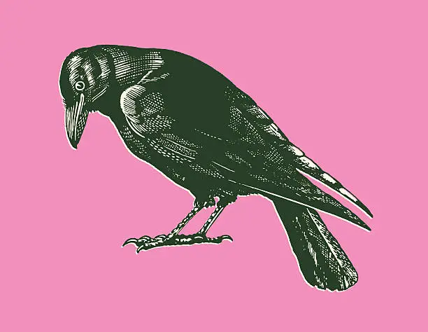 Vector illustration of Crow