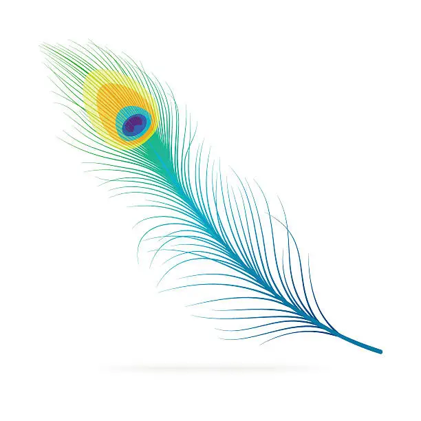 Vector illustration of Vector peacock feather.