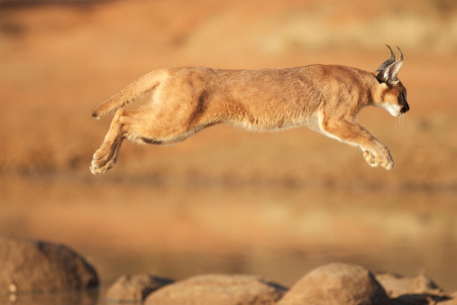 African caracal jumping over a dam photographed in Kruger National Park