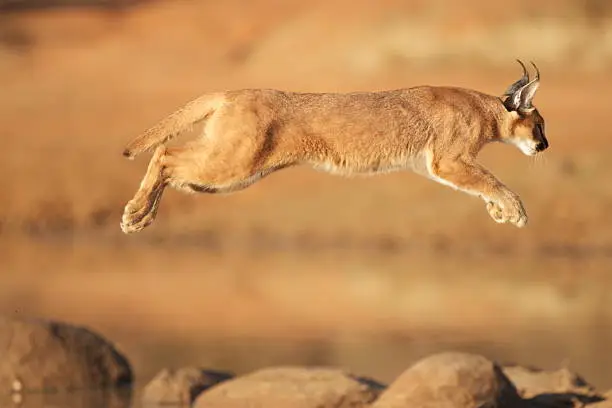 African caracal jumping over a dam photographed in Kruger National Park