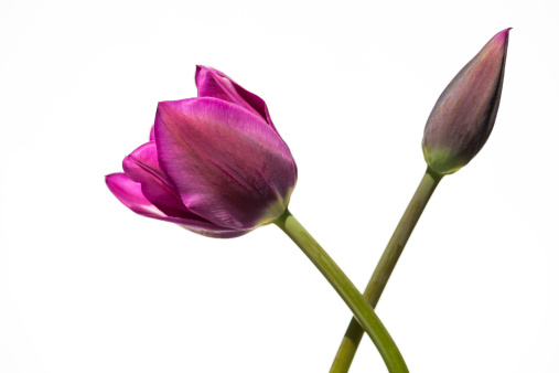 Macro  capture of two purple spring tulip heads arranged against a white background.