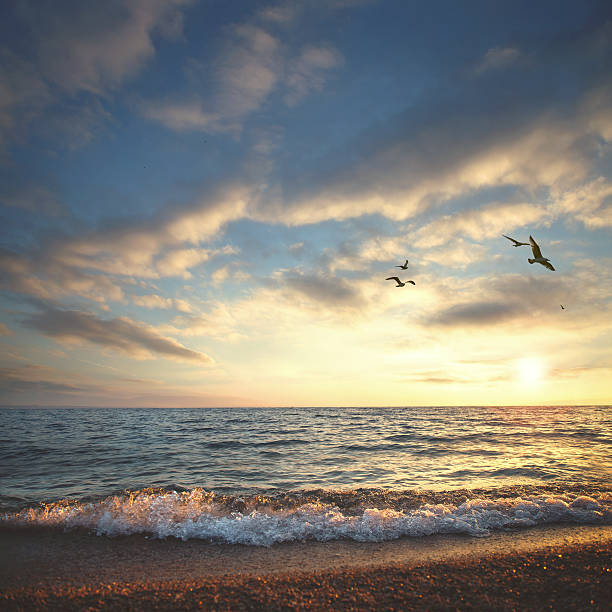 istock The beach at sunset with seaguls flying around 470096574
