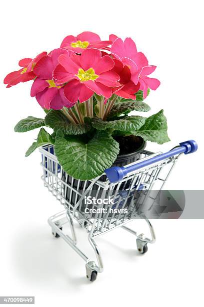 핑크 프림로즈 있는 화분 쇼핑카트 0명에 대한 스톡 사진 및 기타 이미지 - 0명, 계절, 꽃 나무