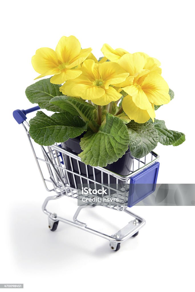 Gelbe primrose in Blumentopf im Einkaufswagen - Lizenzfrei Ausverkauf Stock-Foto