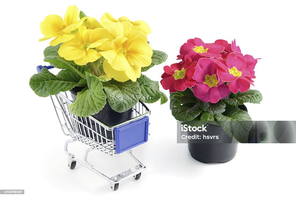 2 つの primroses 植木鉢のショッピングカートの中身 - カットアウトのロイヤリティフリーストックフォト