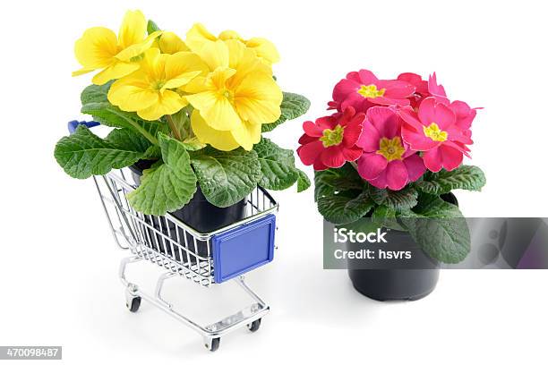 Foto de Dois Primroses Em Vaso De Flor No Carrinho De Compras e mais fotos de stock de Amarelo