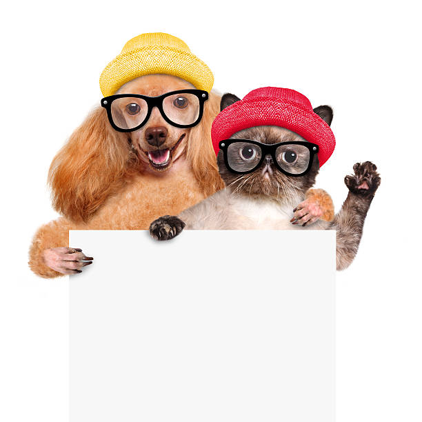 istock Dog with a cat holding in his paws white banner. 470099672