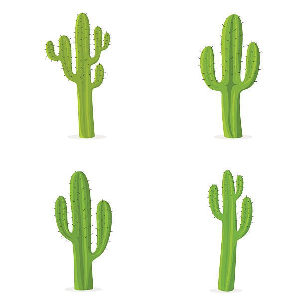 bildbanksillustrationer, clip art samt tecknat material och ikoner med four different cacti against white background - desert cactus