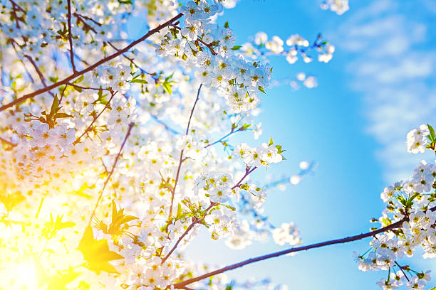 istock sun translucent through twigs of blossoming cherry tree floral b 470108218