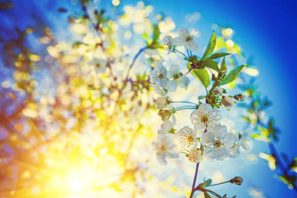 istock translucent sun through branches of blossoming cherry tree flora 470108230