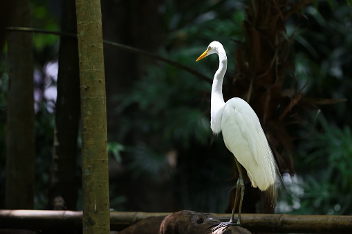 The Great White Heron (Its name means: from (Latin) ardea = heron; and from (Latin) alba, albus = dull, white. ⇒ heron. ), also known only as white heron, is a bird of the order Pelecaniformes. It is a heron of wide distribution and can be found throughout Brazil.