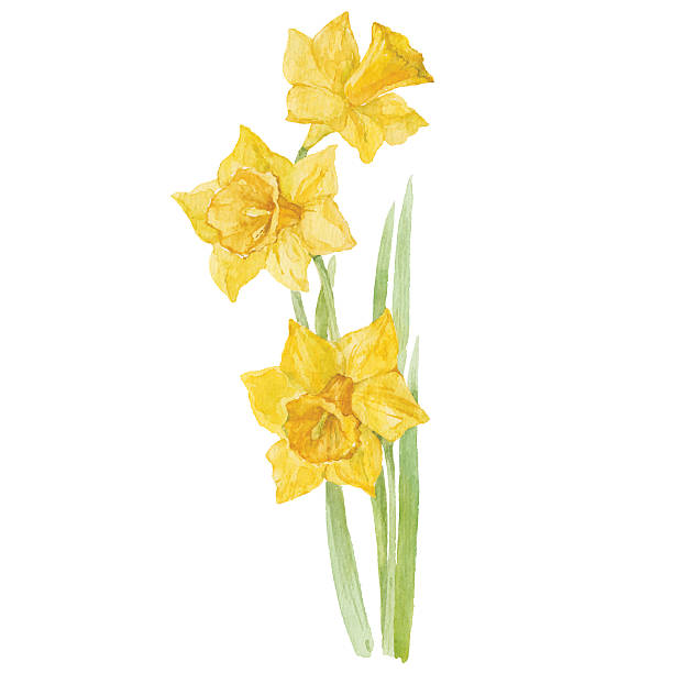 ilustraciones, imágenes clip art, dibujos animados e iconos de stock de narcissus flores de primavera aisladas sobre fondo blanco. vector, ilustración de acuarela. - daffodil stem yellow spring