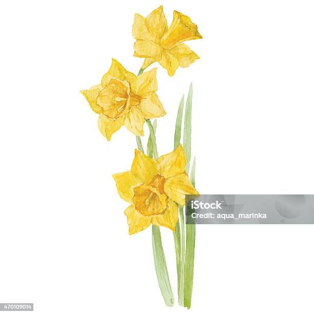 Spring Flowers Narcissus Isolated On White Background Vector Watercolor Illustration Stock Illustration - Download Image Now