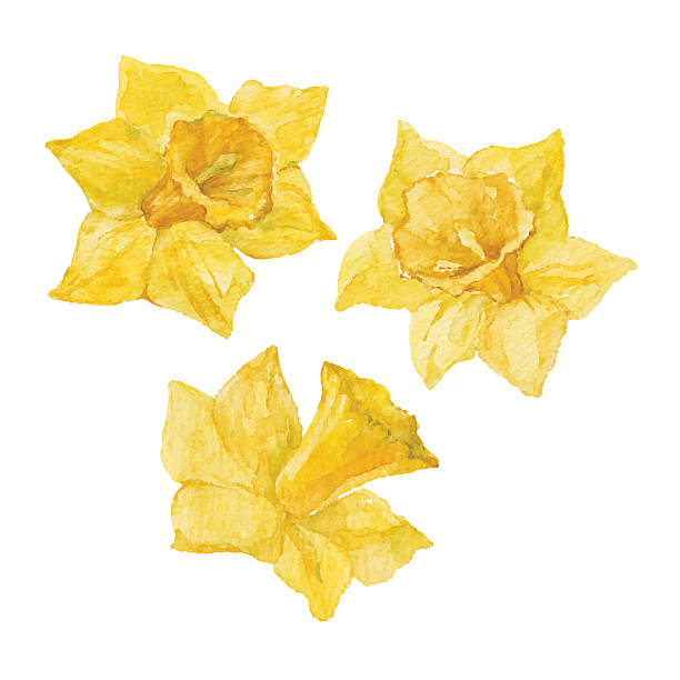 весенние цветы narcissus изолированные на белом фоне. вектор, акварельными. - daffodil stem yellow spring stock illustrations