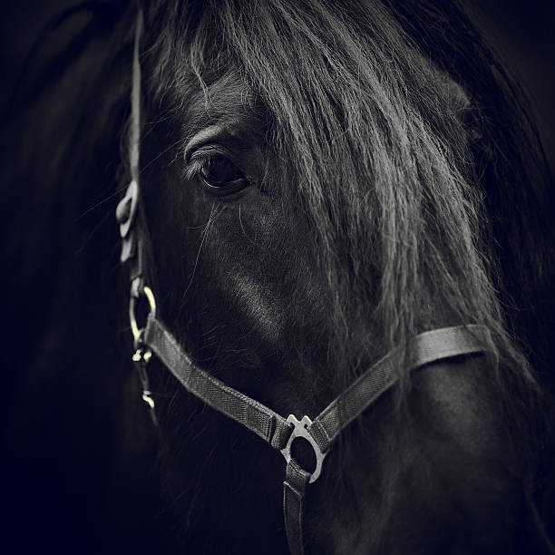 istock Eye of a horse. 470111242