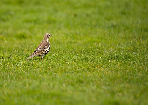 mistle singdrossel (turdus viscivorus) - bird birdsong singing the early bird catches the worm stock-fotos und bilder