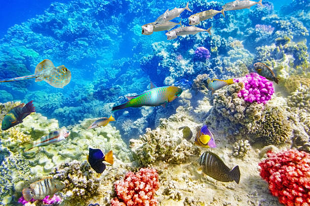 istock Underwater world with corals and tropical fish. 470112454