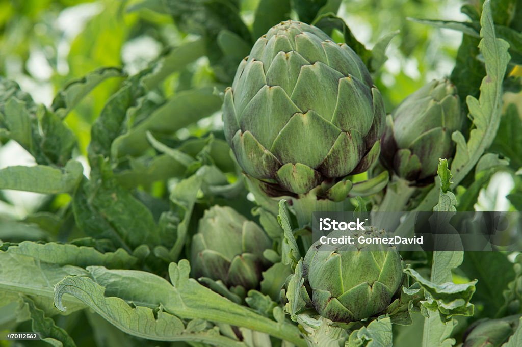 Close-up of Ripening Organic Artichokes Globes Growing on Rural Farm Close-up of ripening organic artichoke (Cynara cardunculus) globes growing on the end of the artichoke plant stalks. 2015 Stock Photo