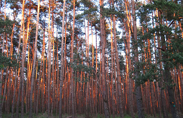 Forest of Cheverny (1)