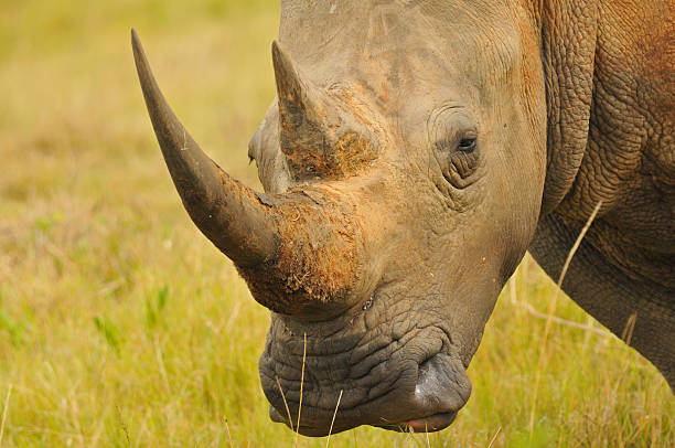 istock White Rhino - South Africa 470113174