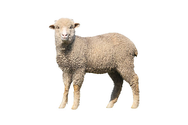 sheep isolated sheep isolated on white background wool photos stock pictures, royalty-free photos & images