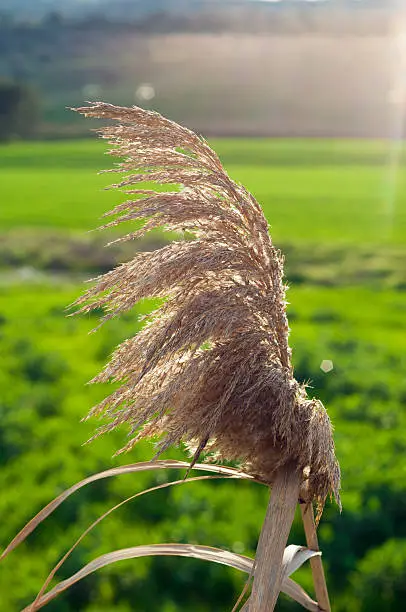 Phragmites australis close up