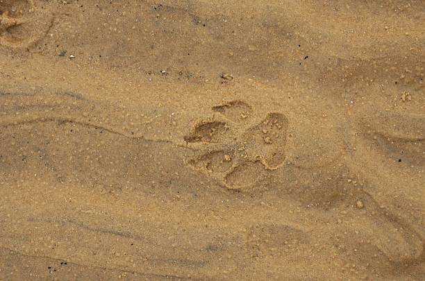 istock dog's footprint in sand 470120408