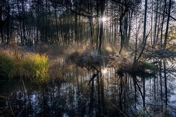 Trees reflected in lake, Brest Region, Belorussia. High key photo