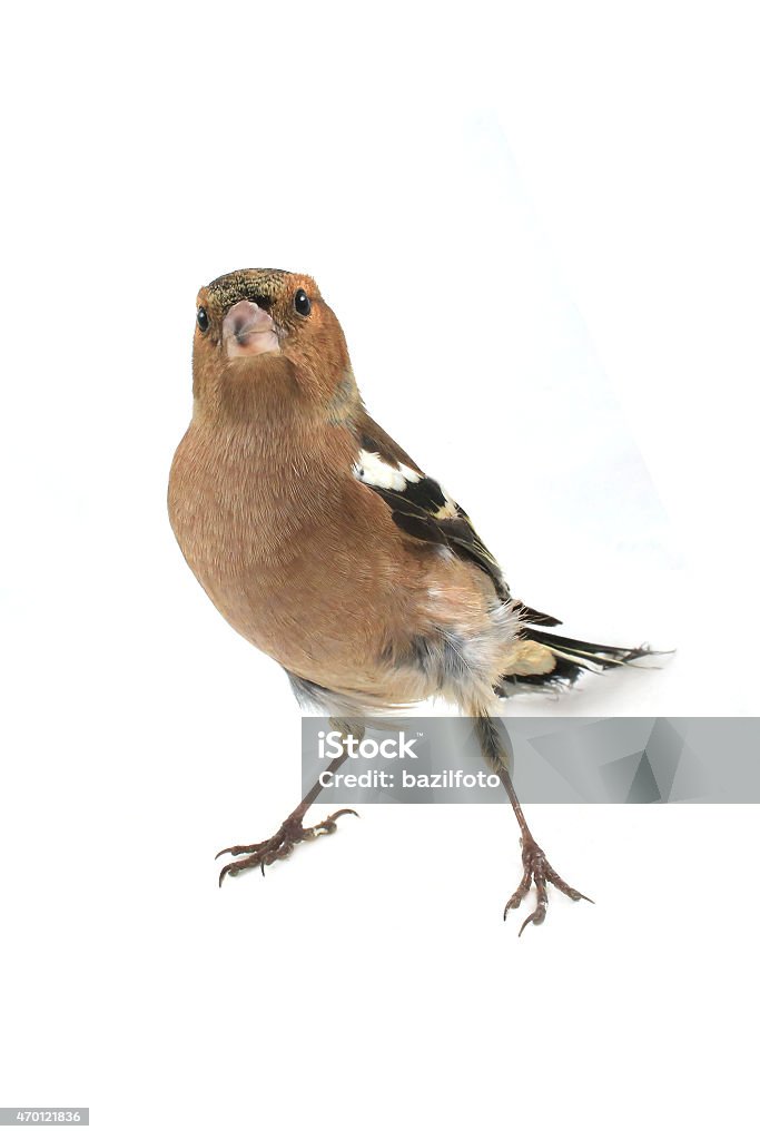 chaffinch chaffinch on a white background 2015 Stock Photo